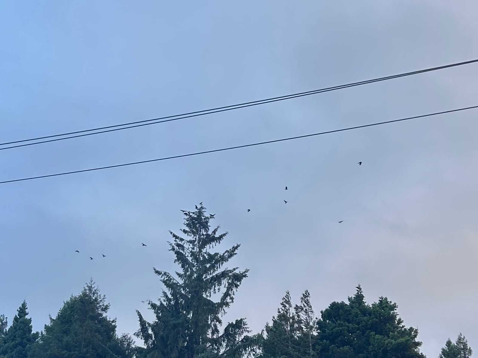 Mostly Crows