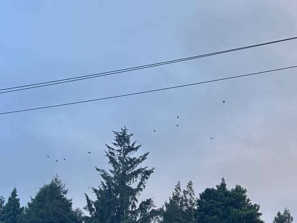 Mostly Crows