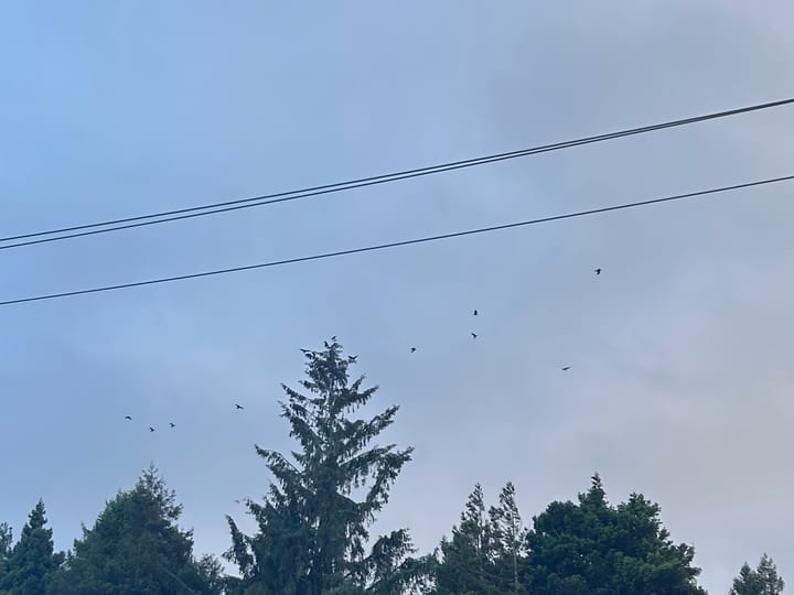 Mostly Crows